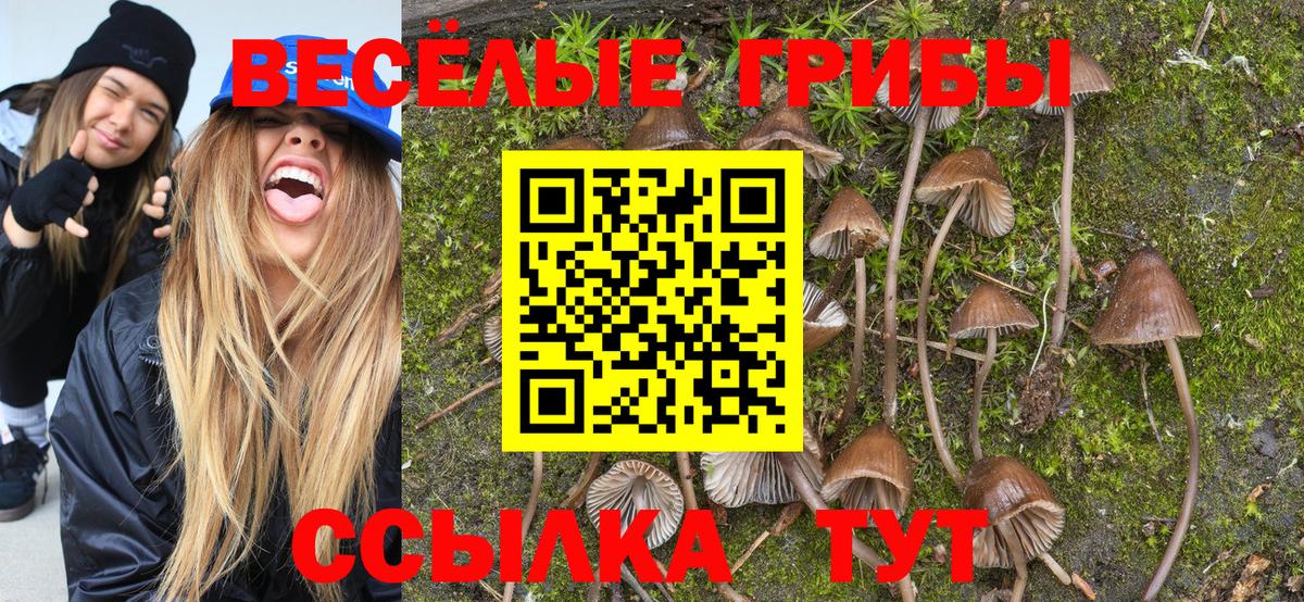 Псилоцибиновые грибы Psilocybine cubensis Елизово